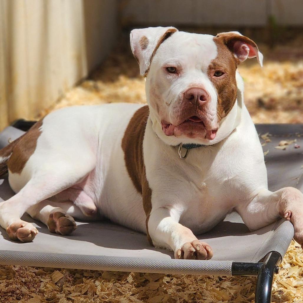 Dayton, Adoptable, Adult Male Pit Bull Terrier.