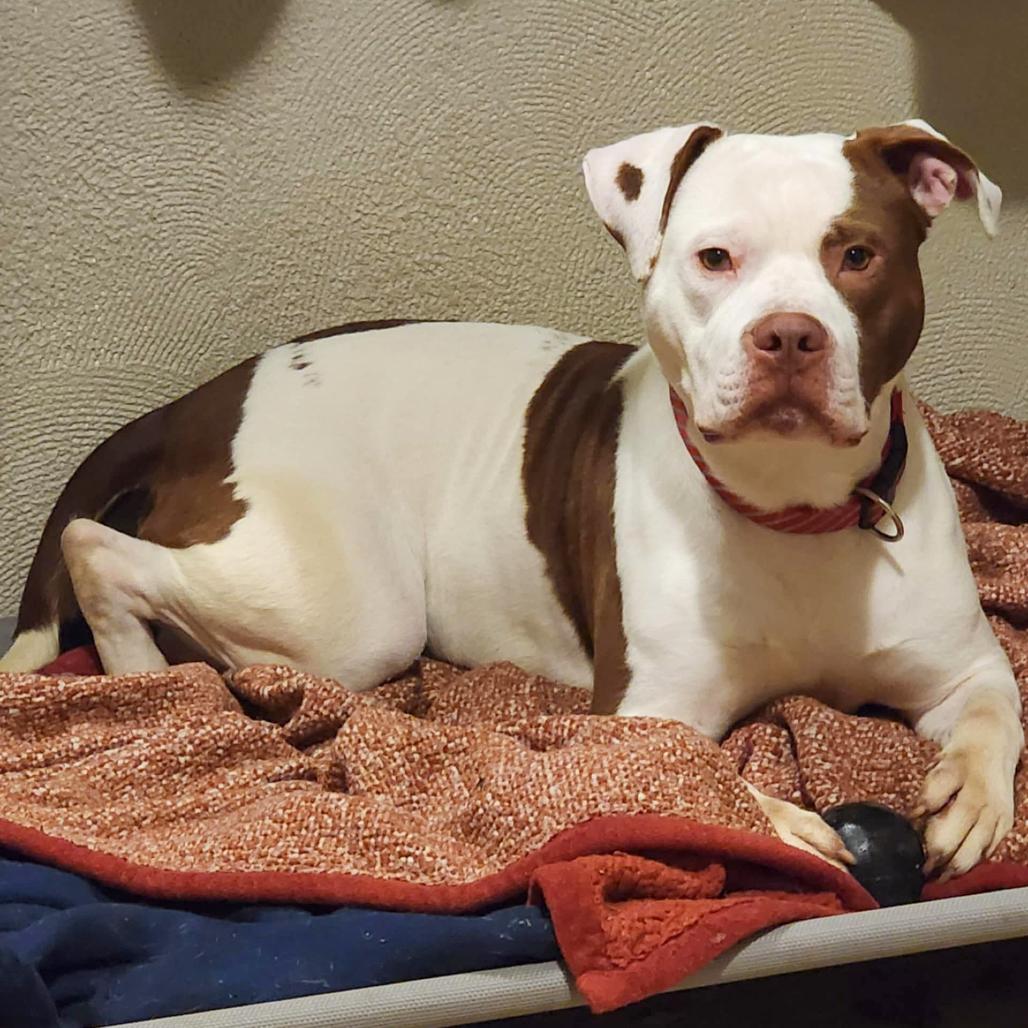 Dayton, a Adoptable Pit Bull Terrier in Valparaiso, IN image 2/4