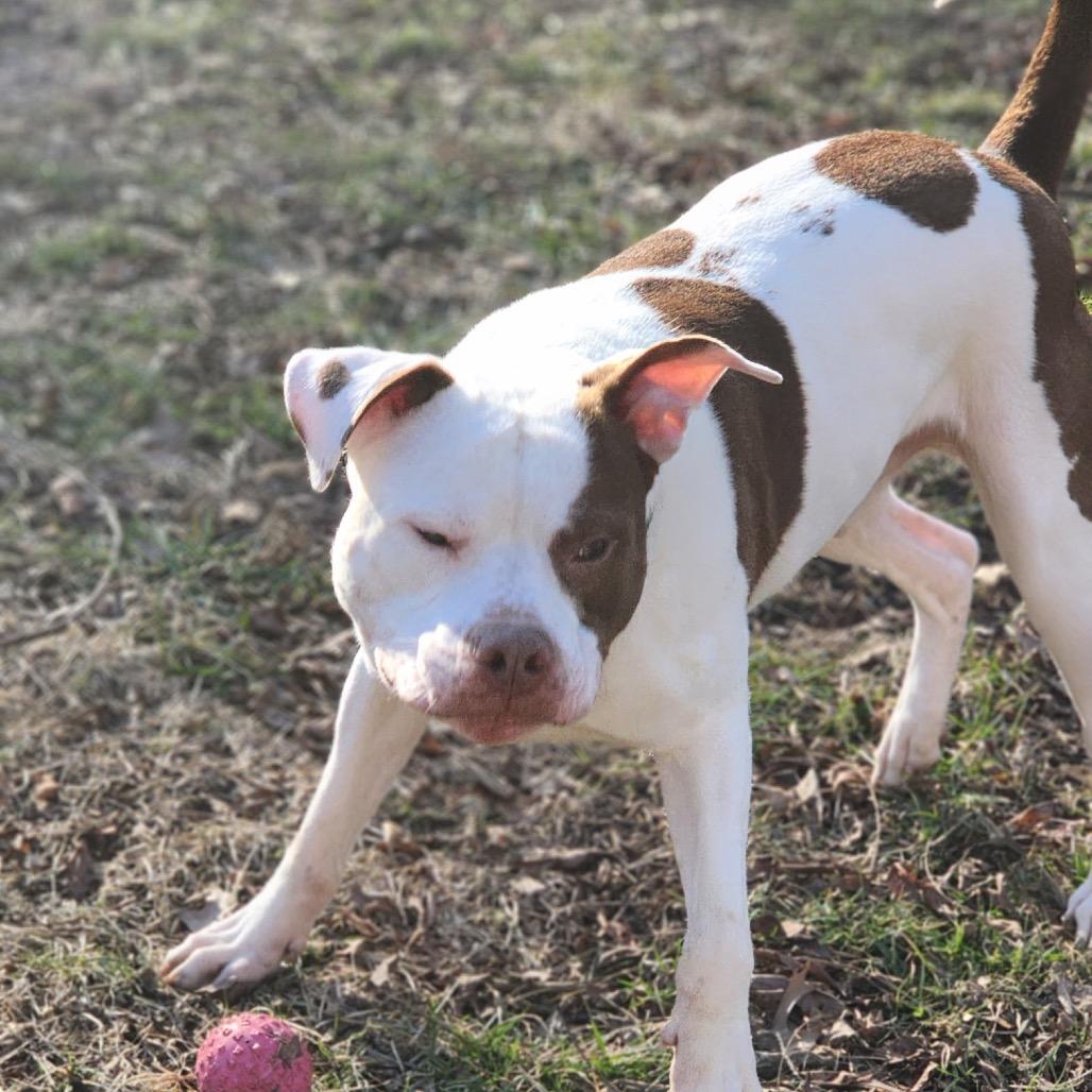 Enlarge Dayton, a Adoptable Pit Bull Terrier in Valparaiso, IN image 3/6