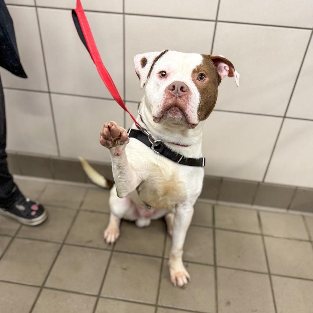 Dayton, a Adoptable Pit Bull Terrier in Valparaiso, IN image 3/4