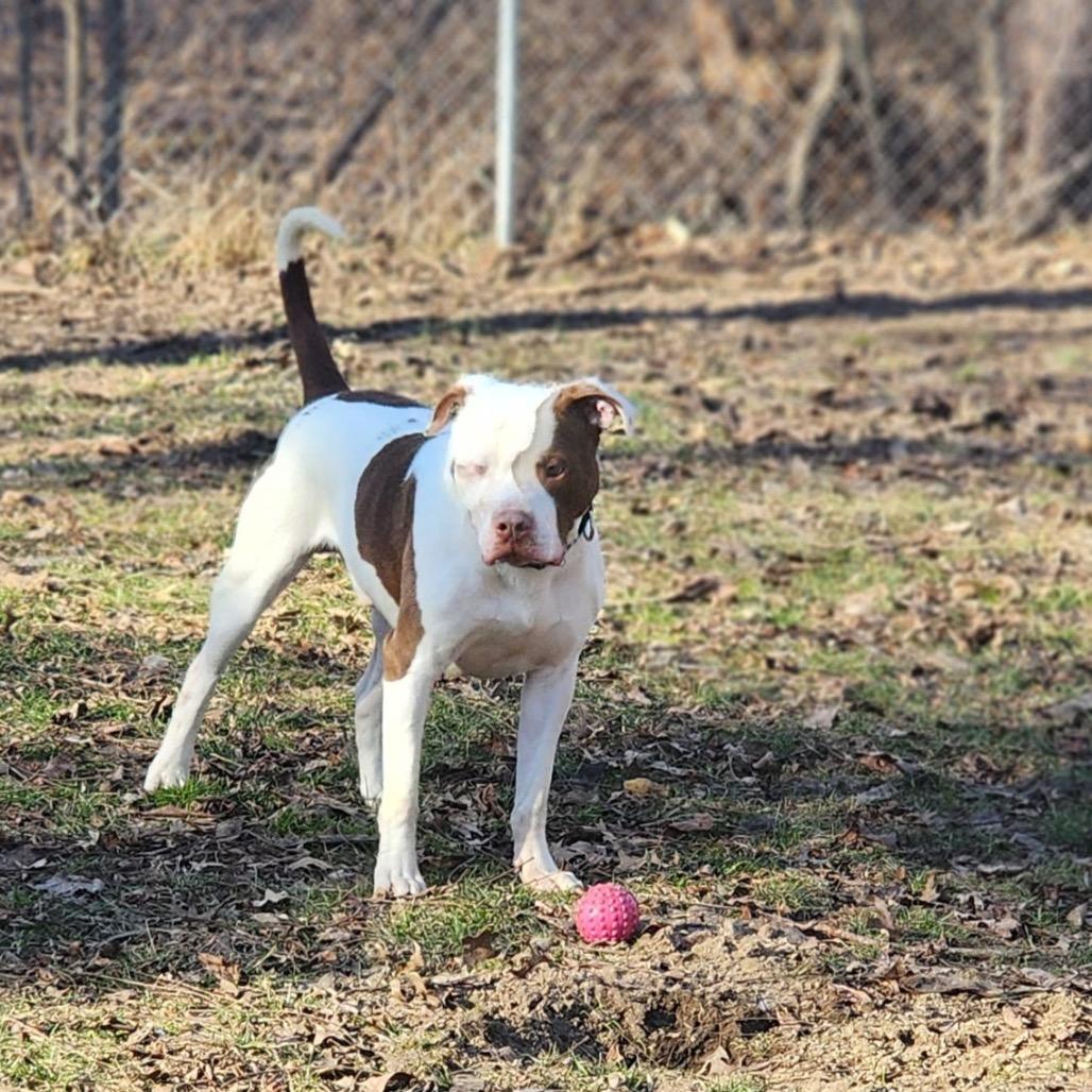 Enlarge Dayton, a Adoptable Pit Bull Terrier in Valparaiso, IN image 5/6
