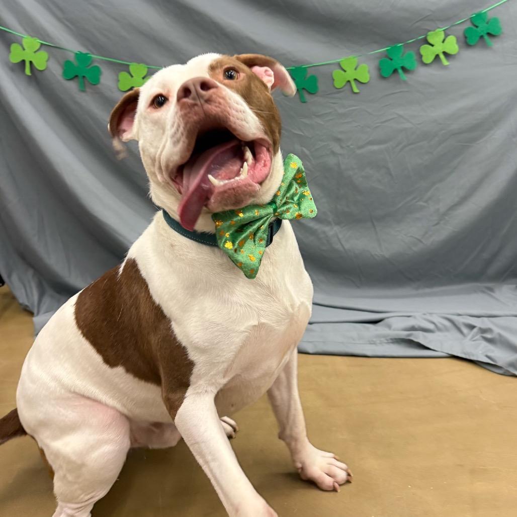 Enlarge Dayton, a Adoptable Pit Bull Terrier in Valparaiso, IN image 3/6