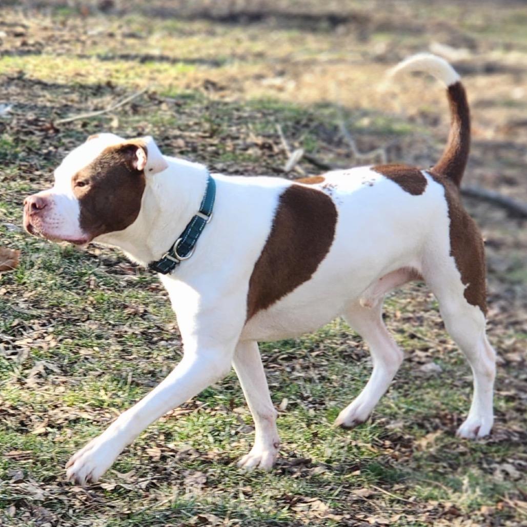 Enlarge Dayton, a Adoptable Pit Bull Terrier in Valparaiso, IN image 5/6