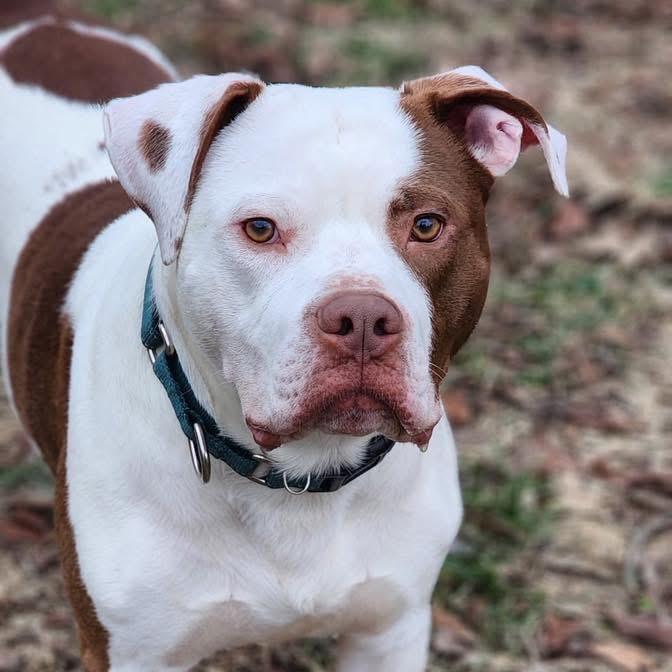 Dayton, a Adoptable Pit Bull Terrier in Valparaiso, IN image 6/6