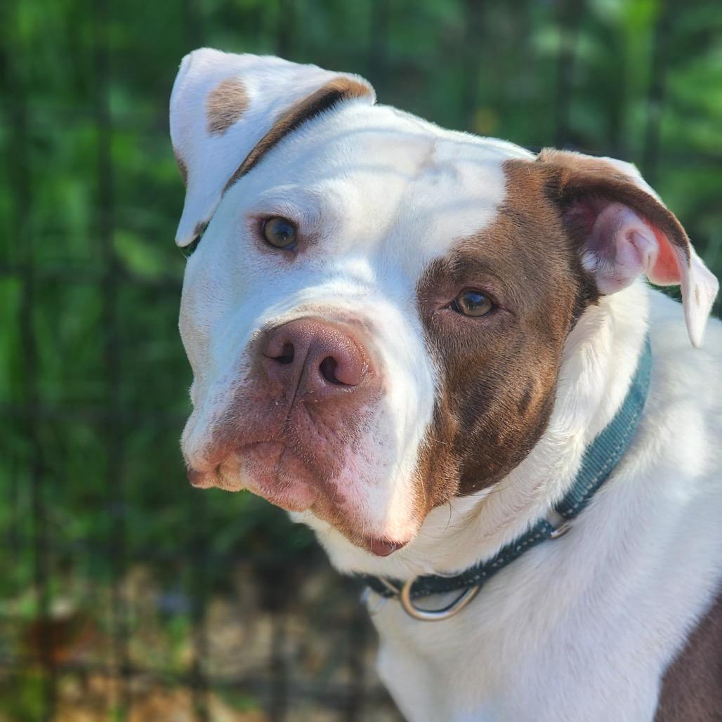 Enlarge Dayton, a Adoptable Pit Bull Terrier in Valparaiso, IN image 6/6