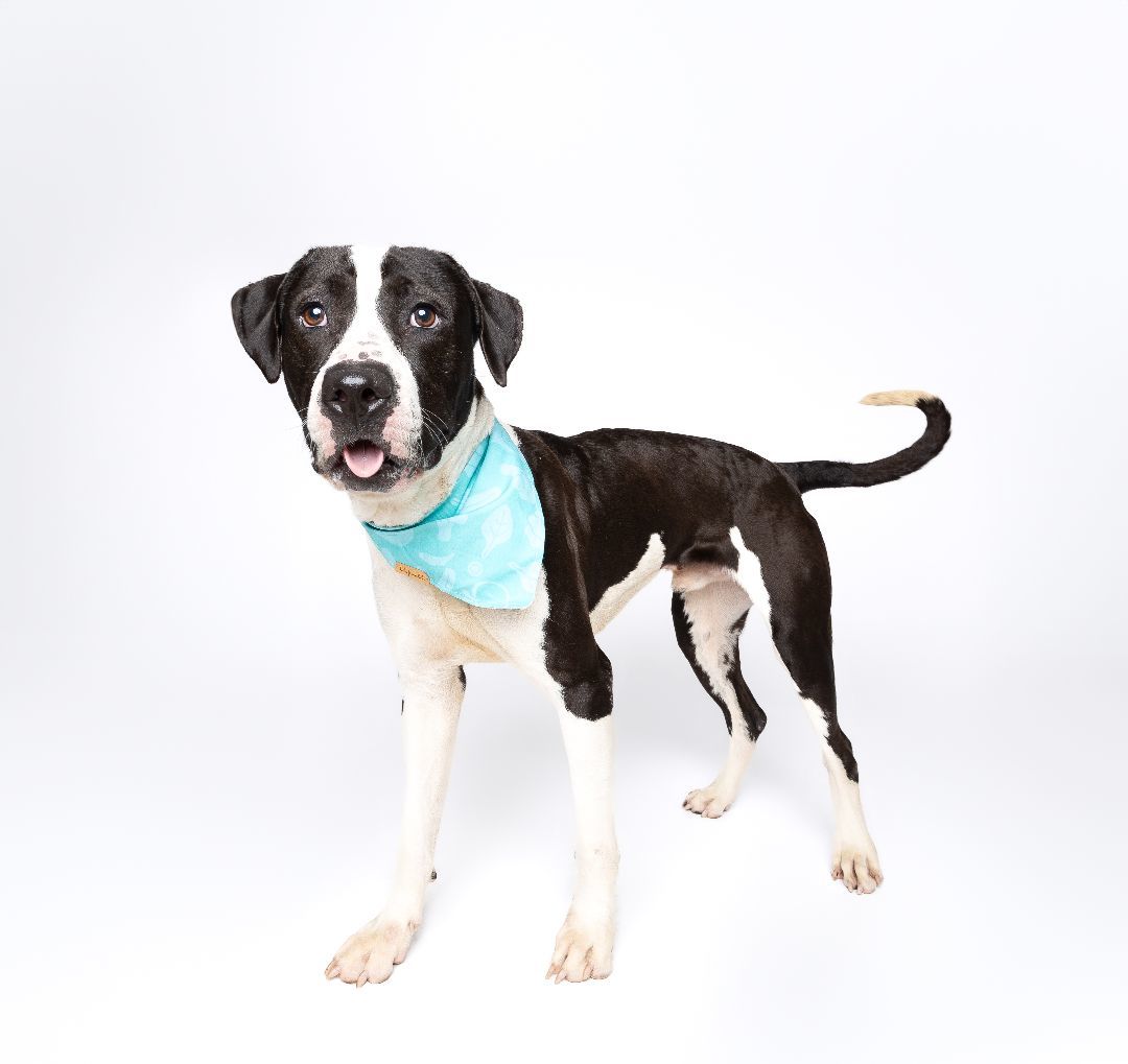 Enlarge Sox, a Adoptable mixed breed in Miami, FL image 2/3