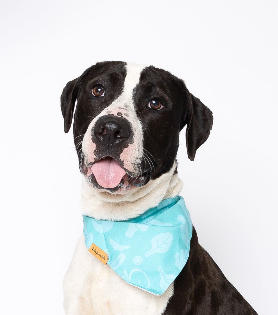 Enlarge Sox, a Adoptable mixed breed in Miami, FL image 1/3