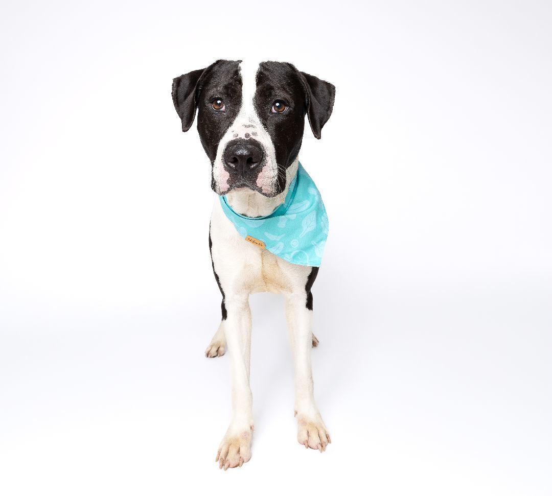 Enlarge Sox, a Adoptable mixed breed in Miami, FL image 3/3