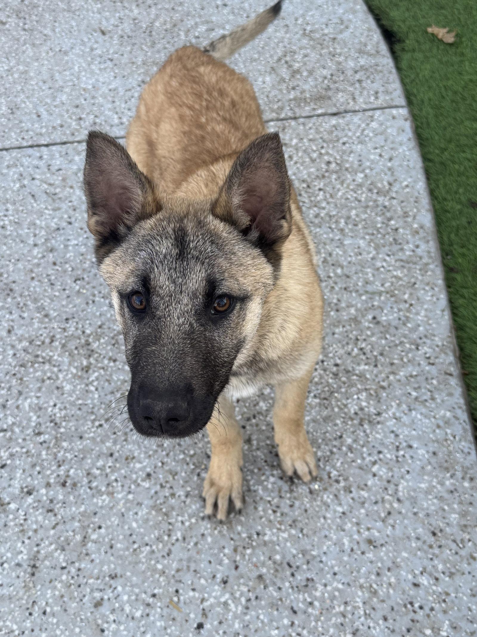 Enlarge Nash, a Adopted mixed breed in Leavenworth, KS image 1/1