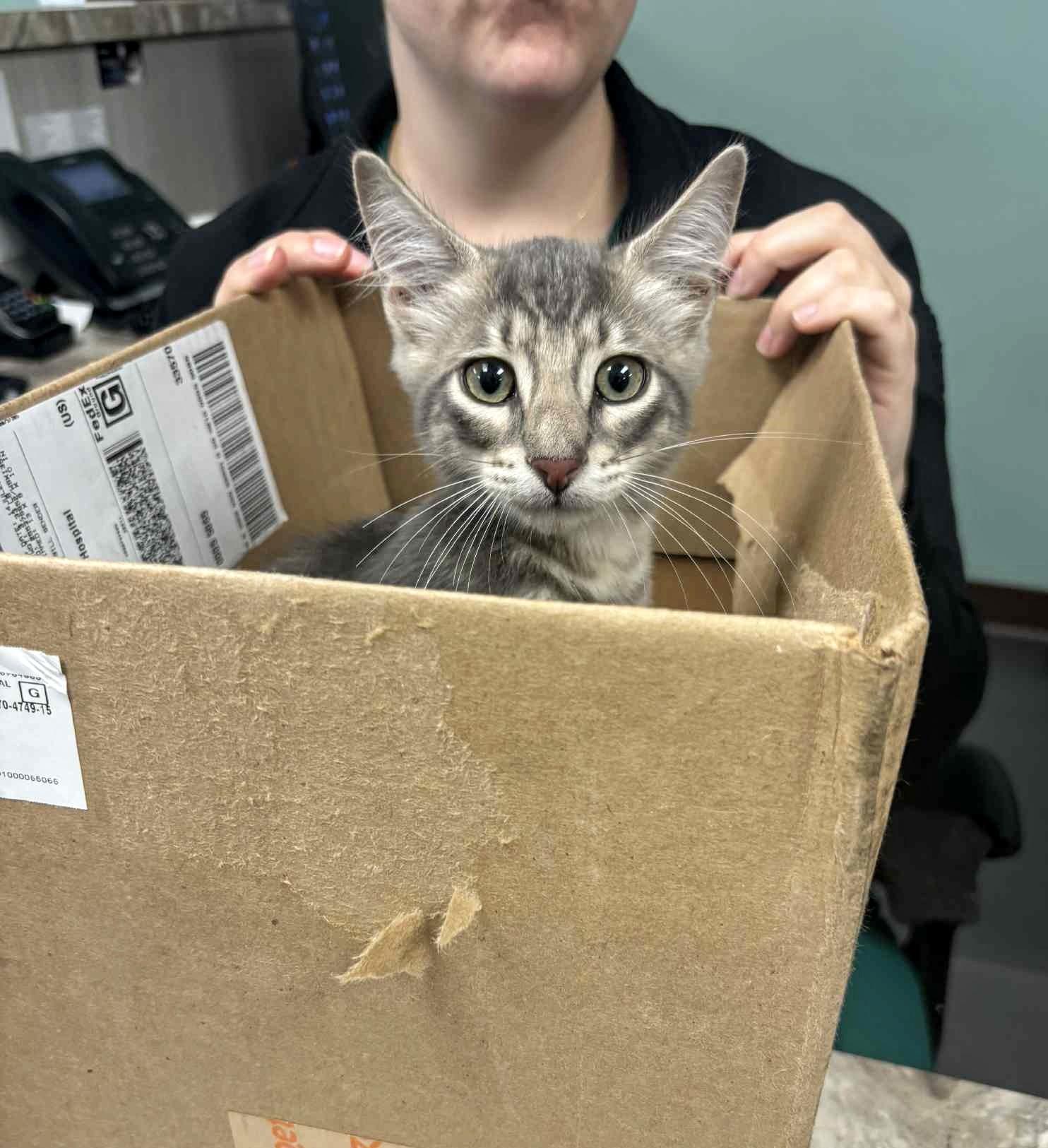 Kimchee and Squish, a Adopted mixed breed in FORT LAUDERDALE, FL image 2/5