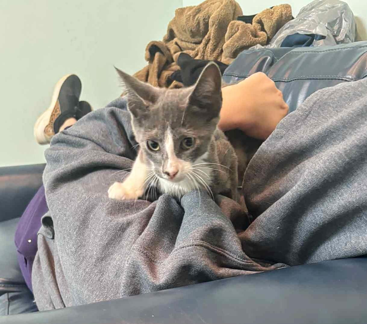 Kimchee and Squish, a Adopted mixed breed in FORT LAUDERDALE, FL image 3/5