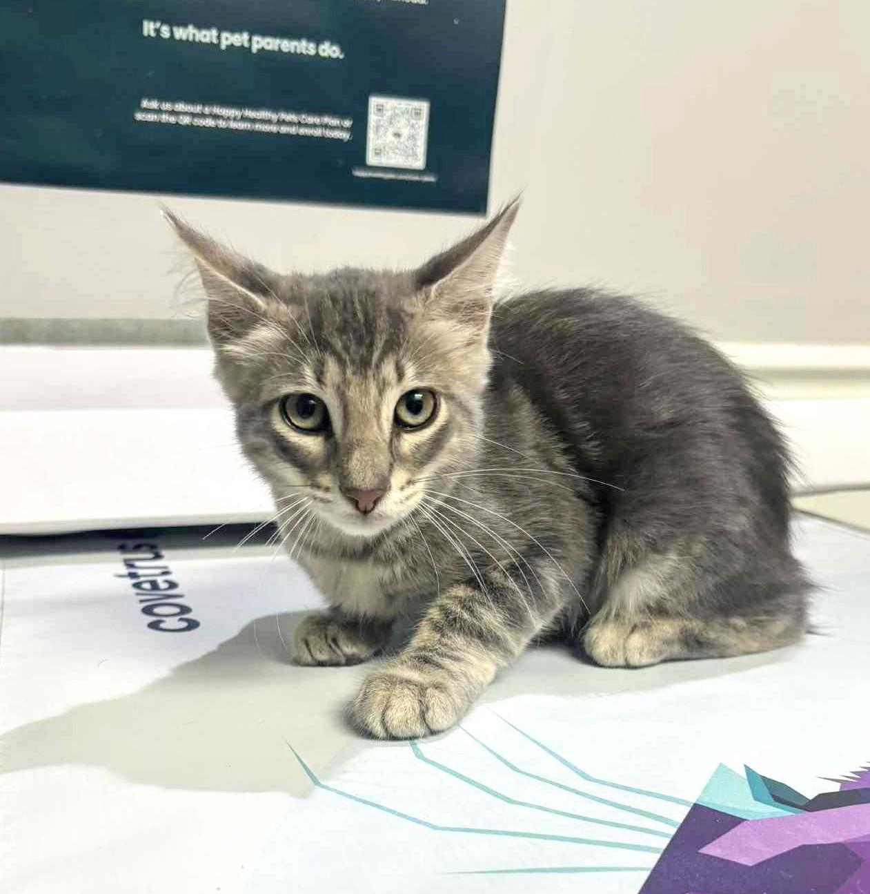 Kimchee and Squish, a Adopted mixed breed in FORT LAUDERDALE, FL image 4/5