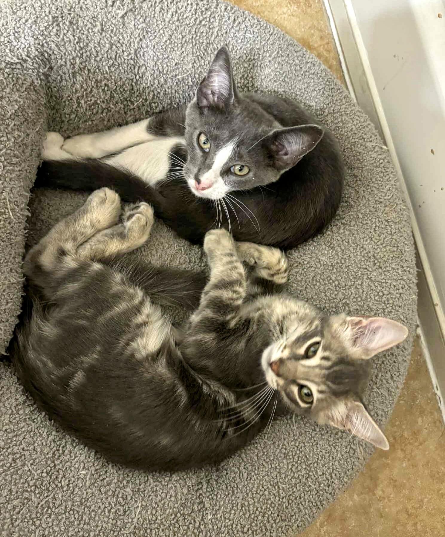 Kimchee and Squish, a Adopted mixed breed in FORT LAUDERDALE, FL image 5/5