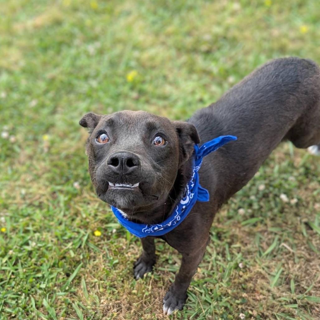 Roger, Adoptable, Young Male Mixed Breed.
