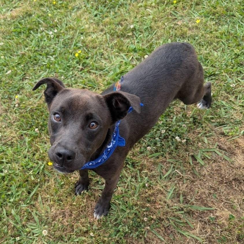Enlarge Roger, a Adoptable Mixed Breed in Columbiana, AL image 2/6