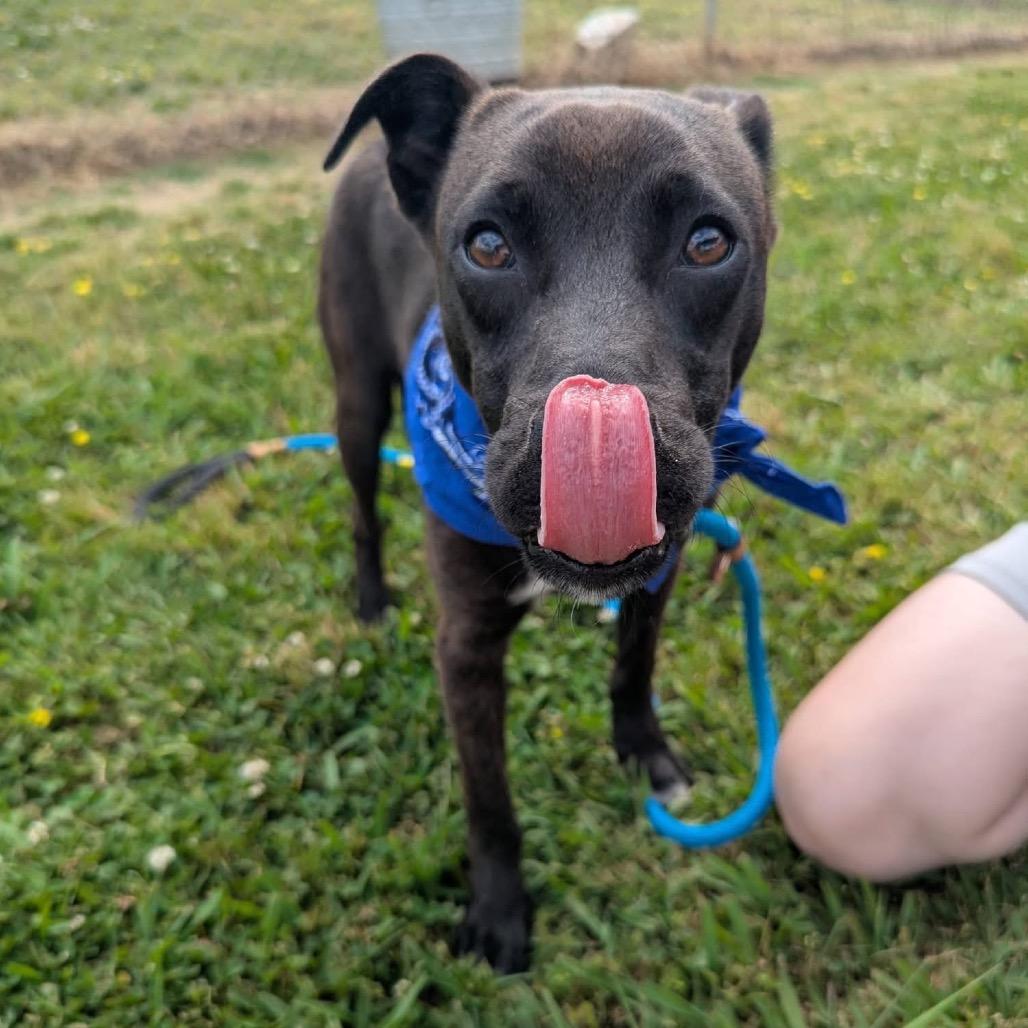 Enlarge Roger, a Adoptable Mixed Breed in Columbiana, AL image 3/6
