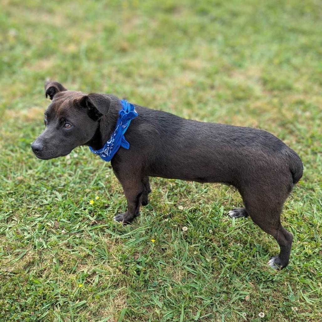 Enlarge Roger, a Adoptable Mixed Breed in Columbiana, AL image 4/6