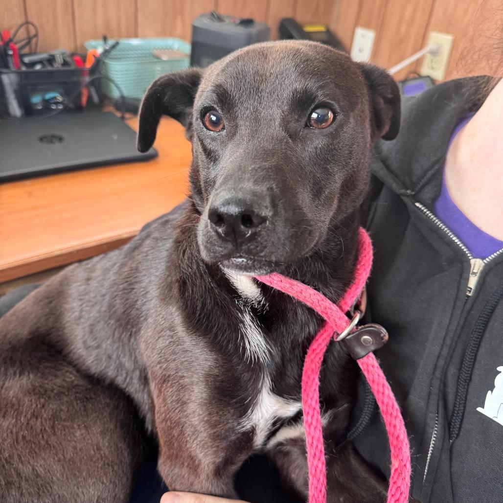 Enlarge Roger, a Adoptable Mixed Breed in Columbiana, AL image 5/6