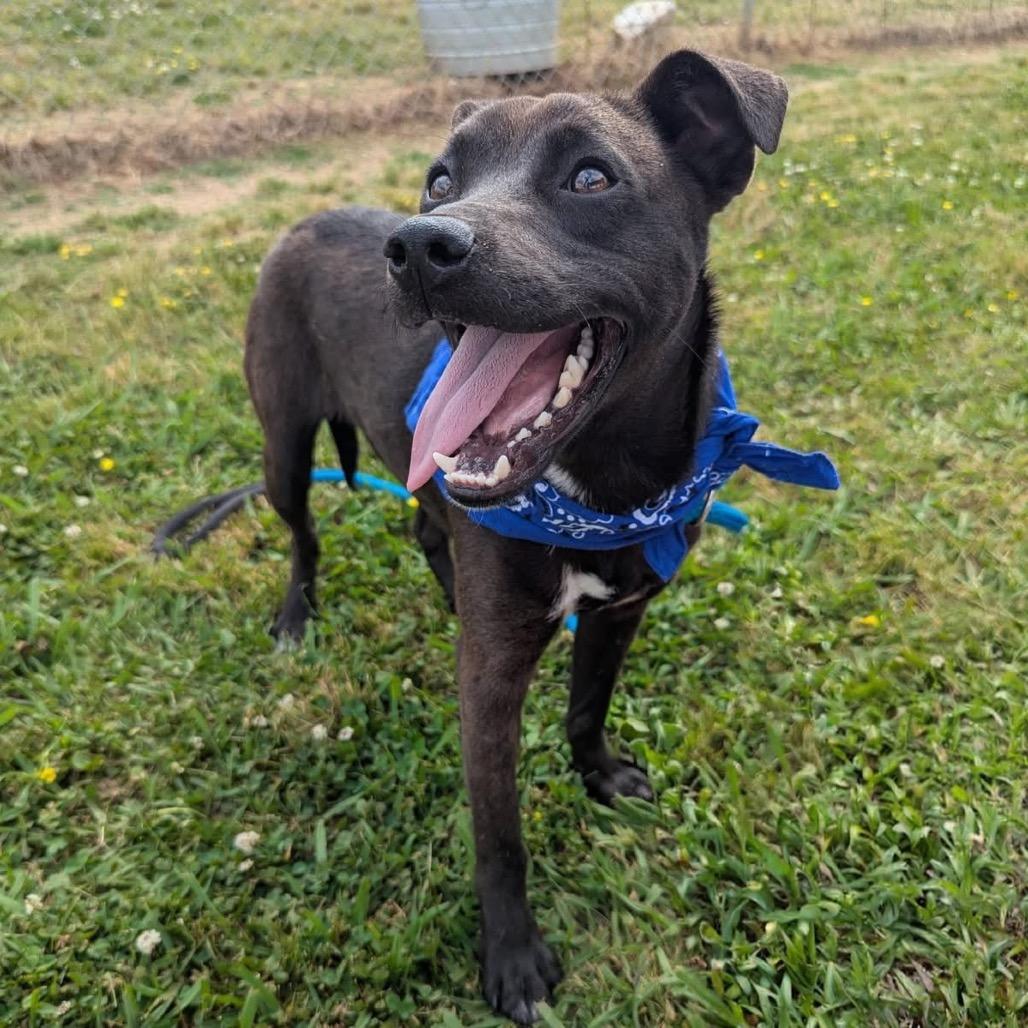 Enlarge Roger, a Adoptable Mixed Breed in Columbiana, AL image 6/6