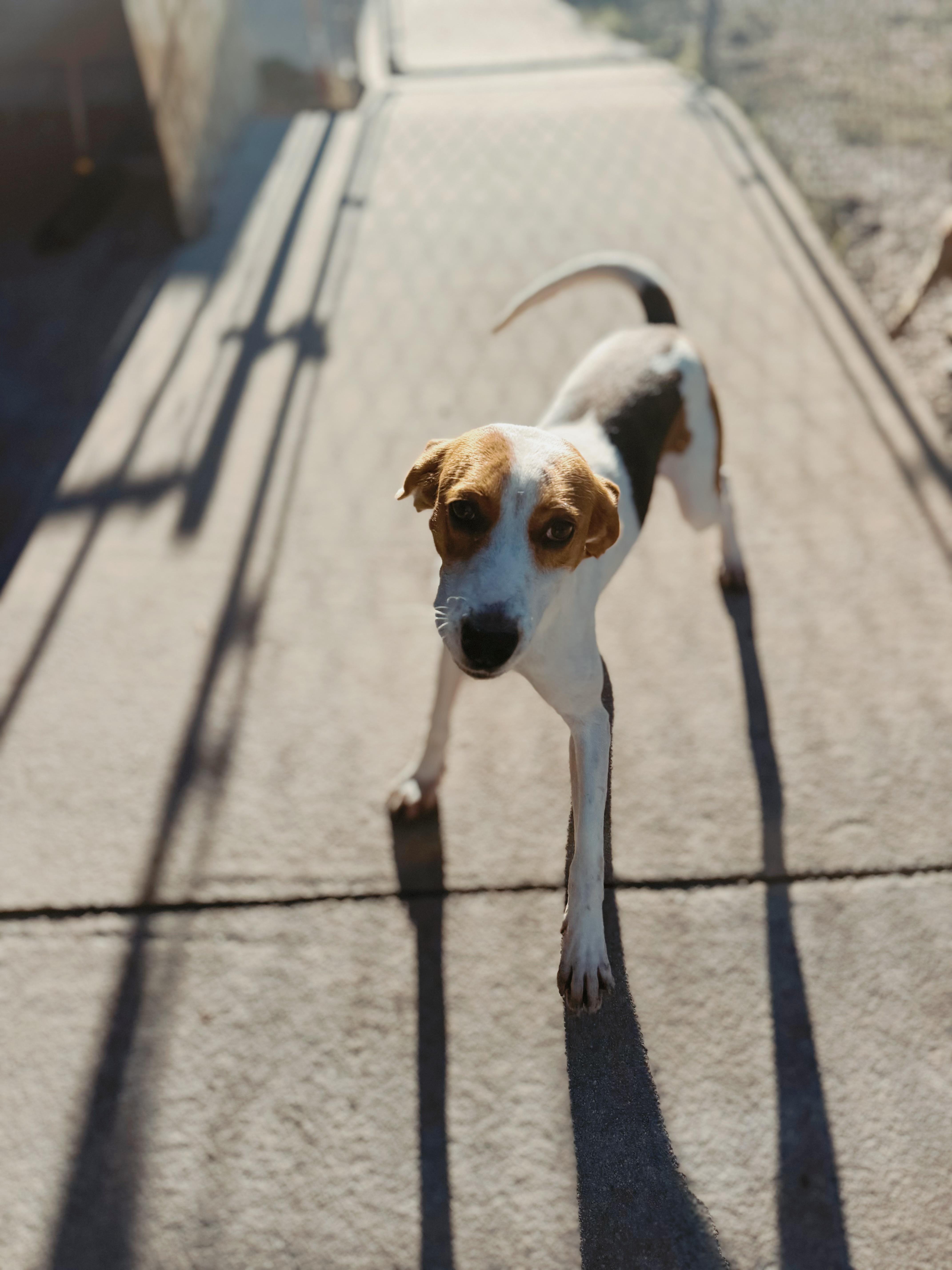 Enlarge Myrtle, a Adoptable mixed breed in Varnville, SC image 1/2