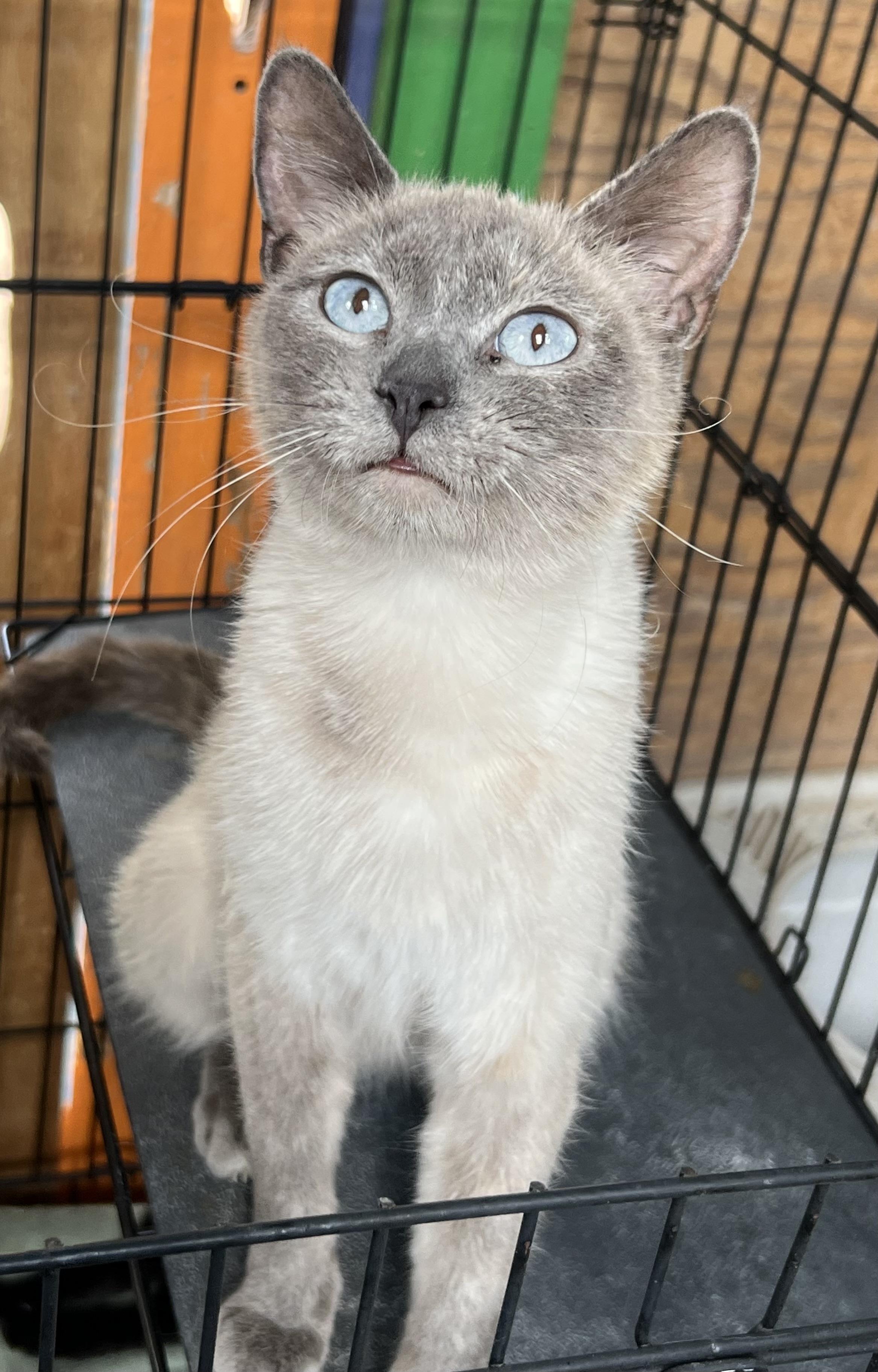 Flute, a ADOPTABLE mixed breed in Flagstaff, AZ image 1/2