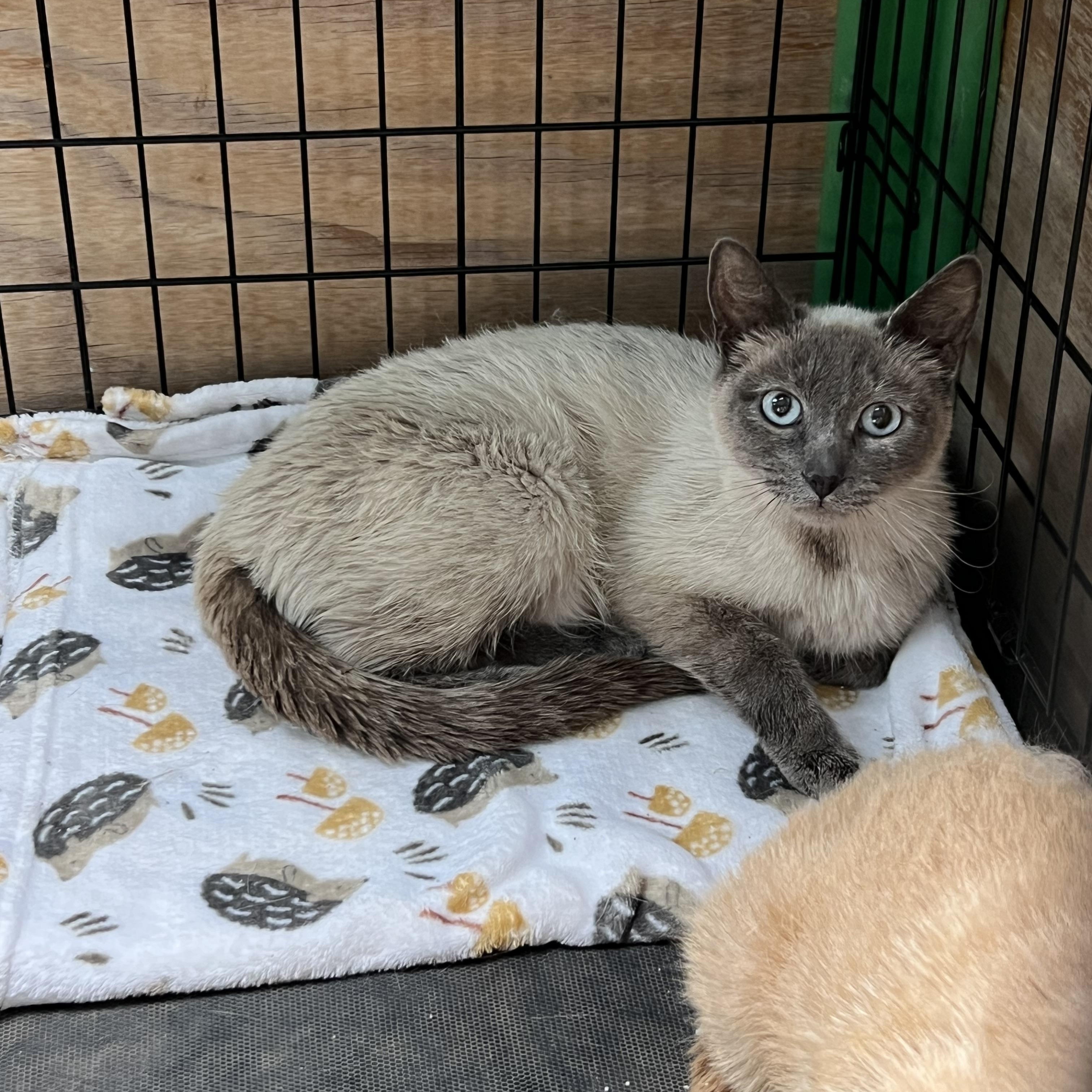 Flute, a ADOPTABLE mixed breed in Flagstaff, AZ image 2/2