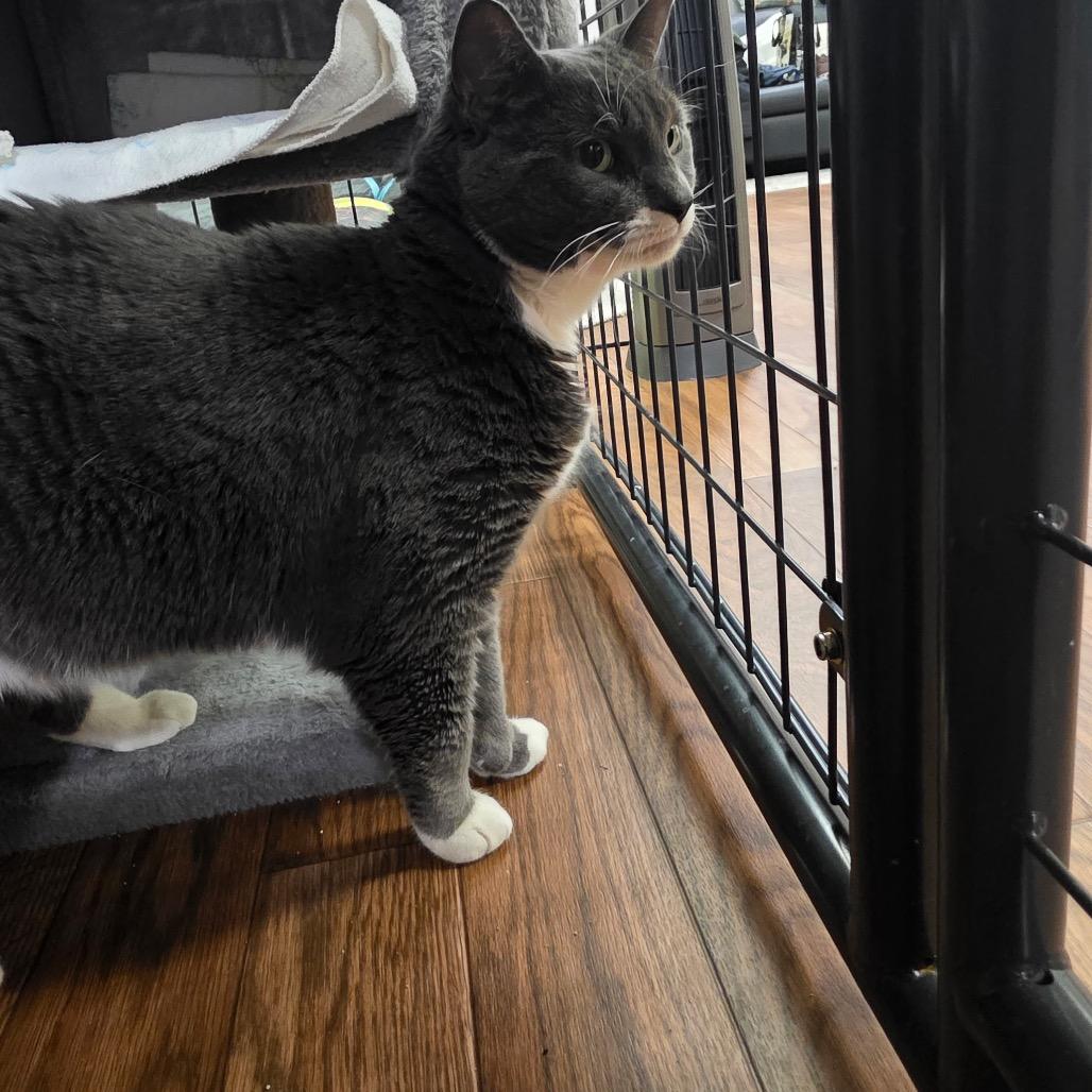 Baby, Adoptable, Adult Female Domestic Short Hair.