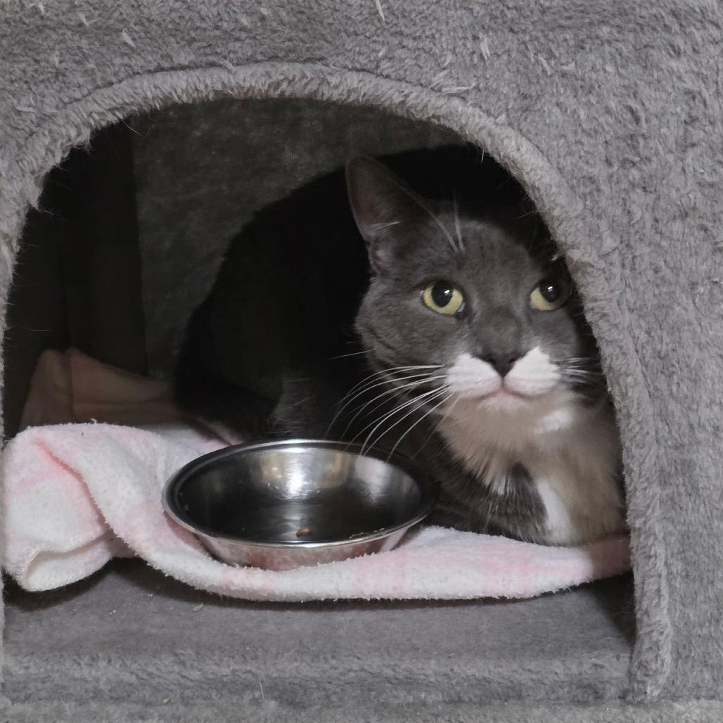 Enlarge Baby, a Adoptable Domestic Short Hair in Saratoga Springs, NY image 2/3