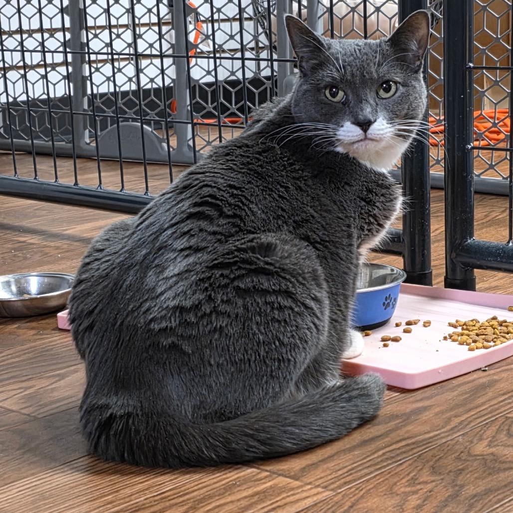 Enlarge Baby, a Adoptable Domestic Short Hair in Saratoga Springs, NY image 3/3