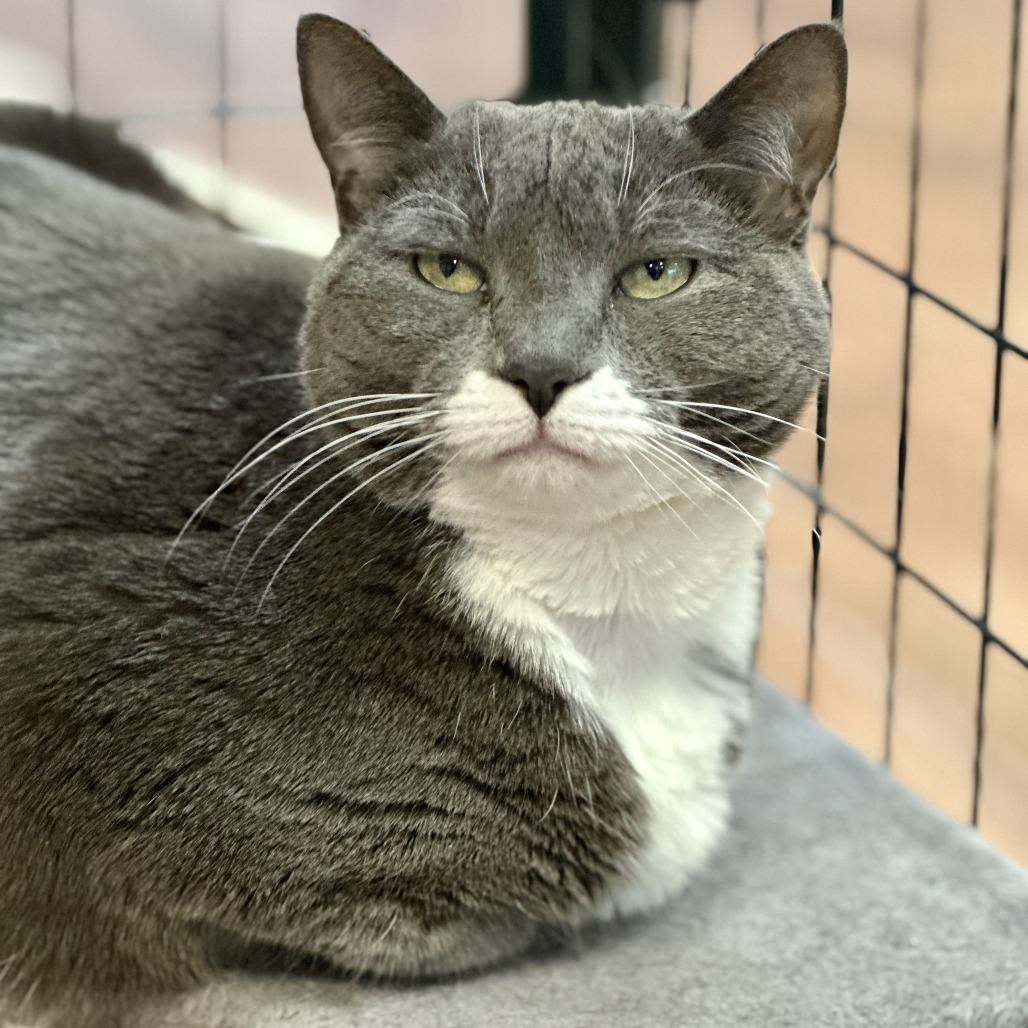 Enlarge Baby, a Adoptable Domestic Short Hair in Saratoga Springs, NY image 4/4