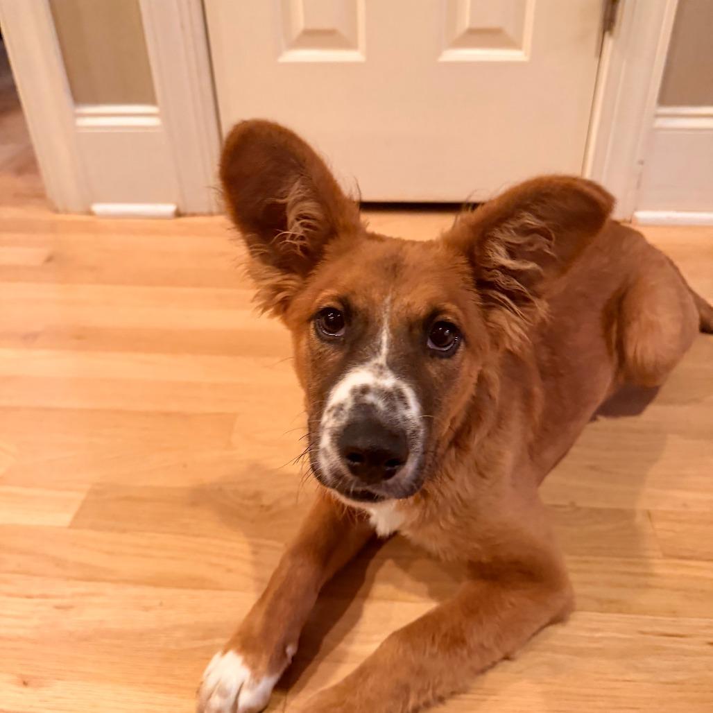 Osito, Adoptable, Young Male Shepherd & Corgi.