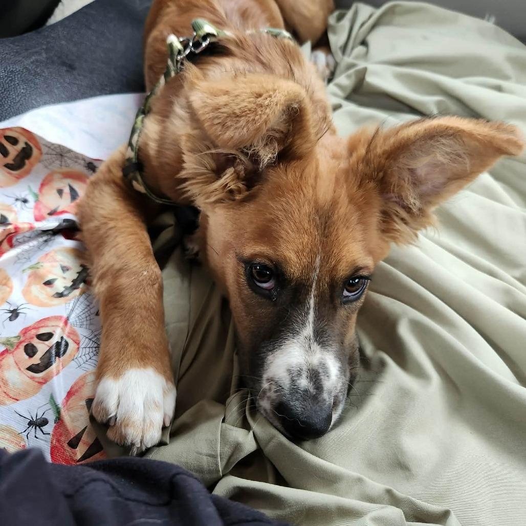 Osito, a Adoptable mixed breed in Fuquay Varina, NC image 2/5