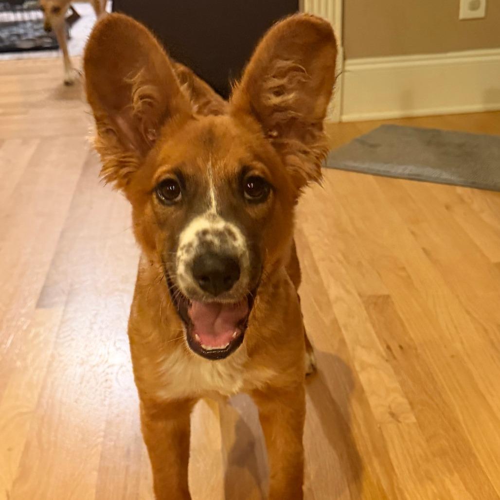 Osito, a Adoptable mixed breed in Fuquay Varina, NC image 3/5