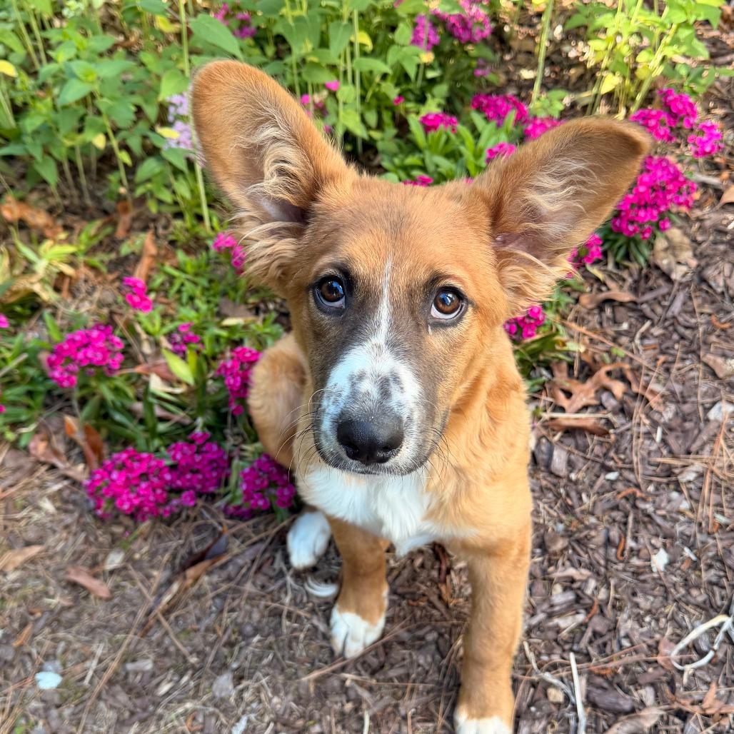 Osito, a Adoptable mixed breed in Fuquay Varina, NC image 4/5