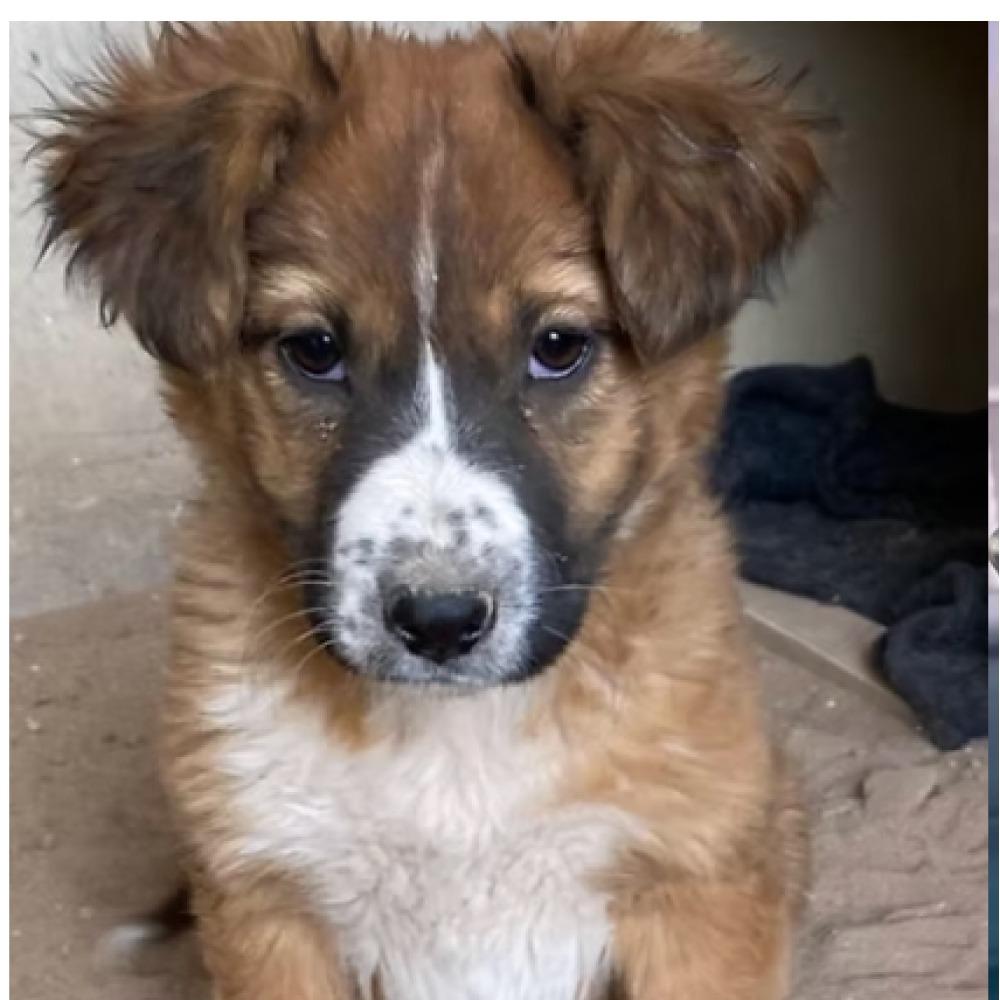 Osito, a Adoptable mixed breed in Fuquay Varina, NC image 5/5