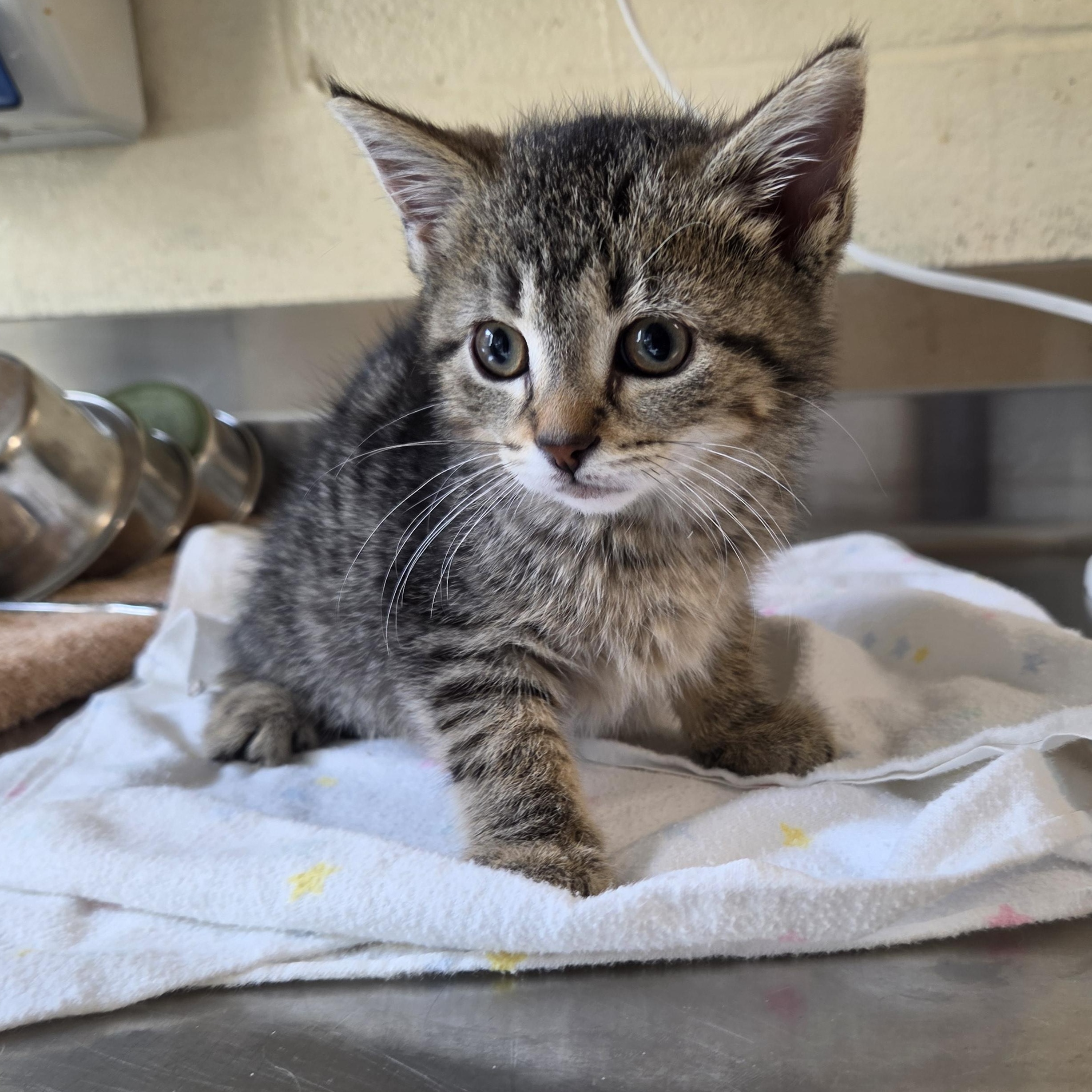 Sasha, adopted, Young Female Domestic Short Hair.