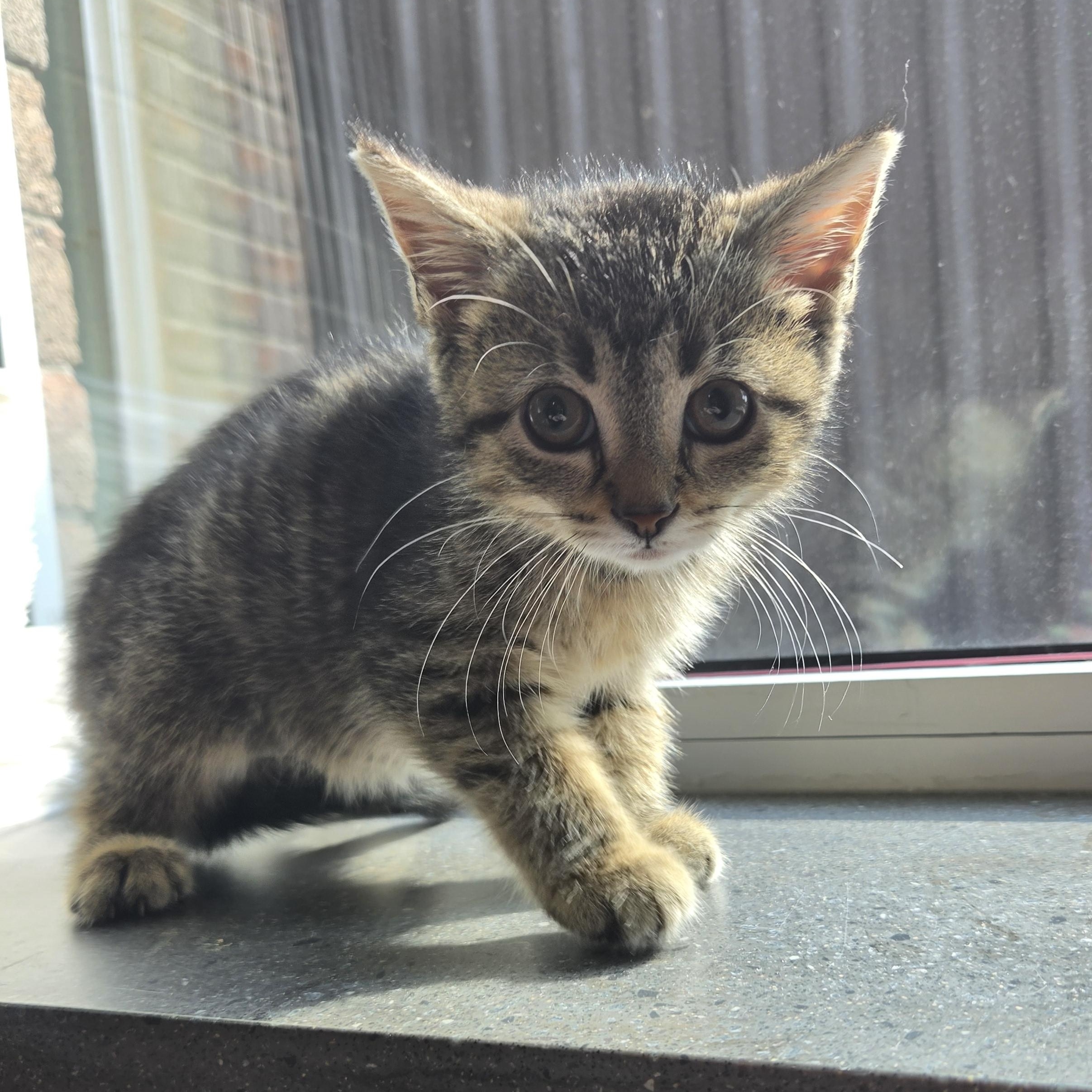 Sasha, an adopted Domestic Short Hair in Mississauga, ON image 2/2
