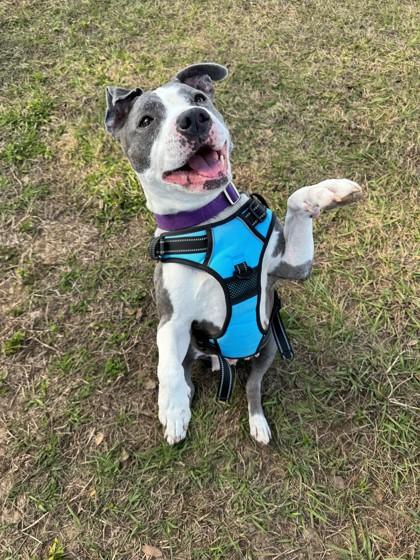 Crumble Cookie, ADOPTABLE, Adult Female American Bulldog & American Staffordshire Terrier.