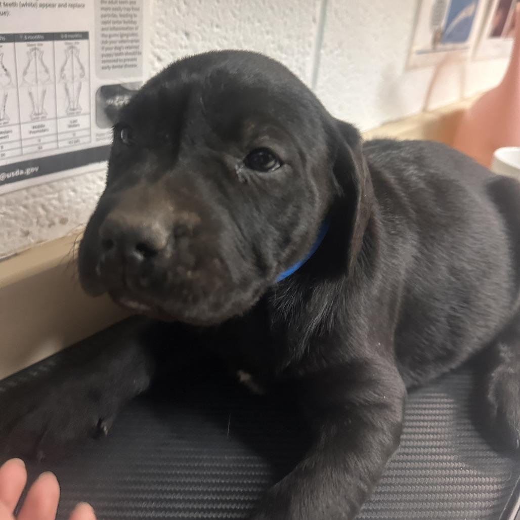 Peanut, Adoptable, Puppy Male Pit Bull Terrier & Labrador Retriever.