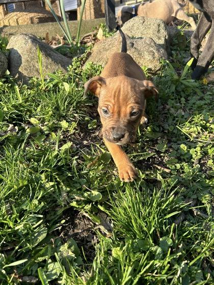Enlarge Angelica Schuyler, a Adoptable mixed breed in Hobart, IN image 2/3