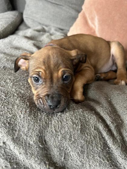 Enlarge Angelica Schuyler, a Adoptable mixed breed in Hobart, IN image 3/3