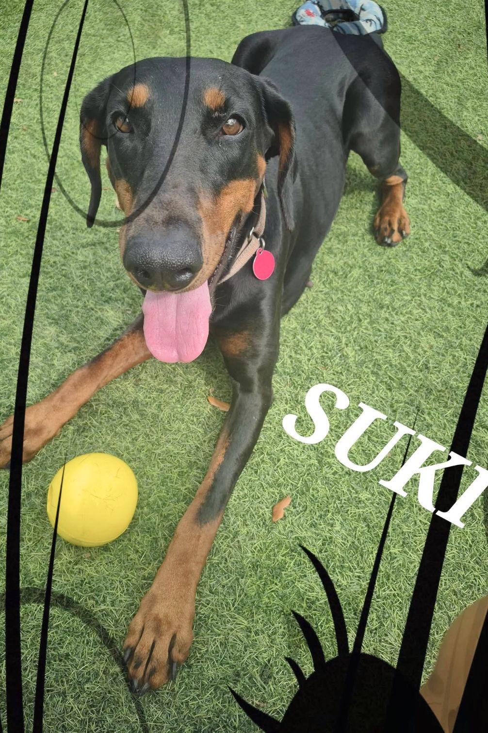 Enlarge Suki 3530, a Adoptable Doberman Pinscher in Oakland Park, FL image 2/3