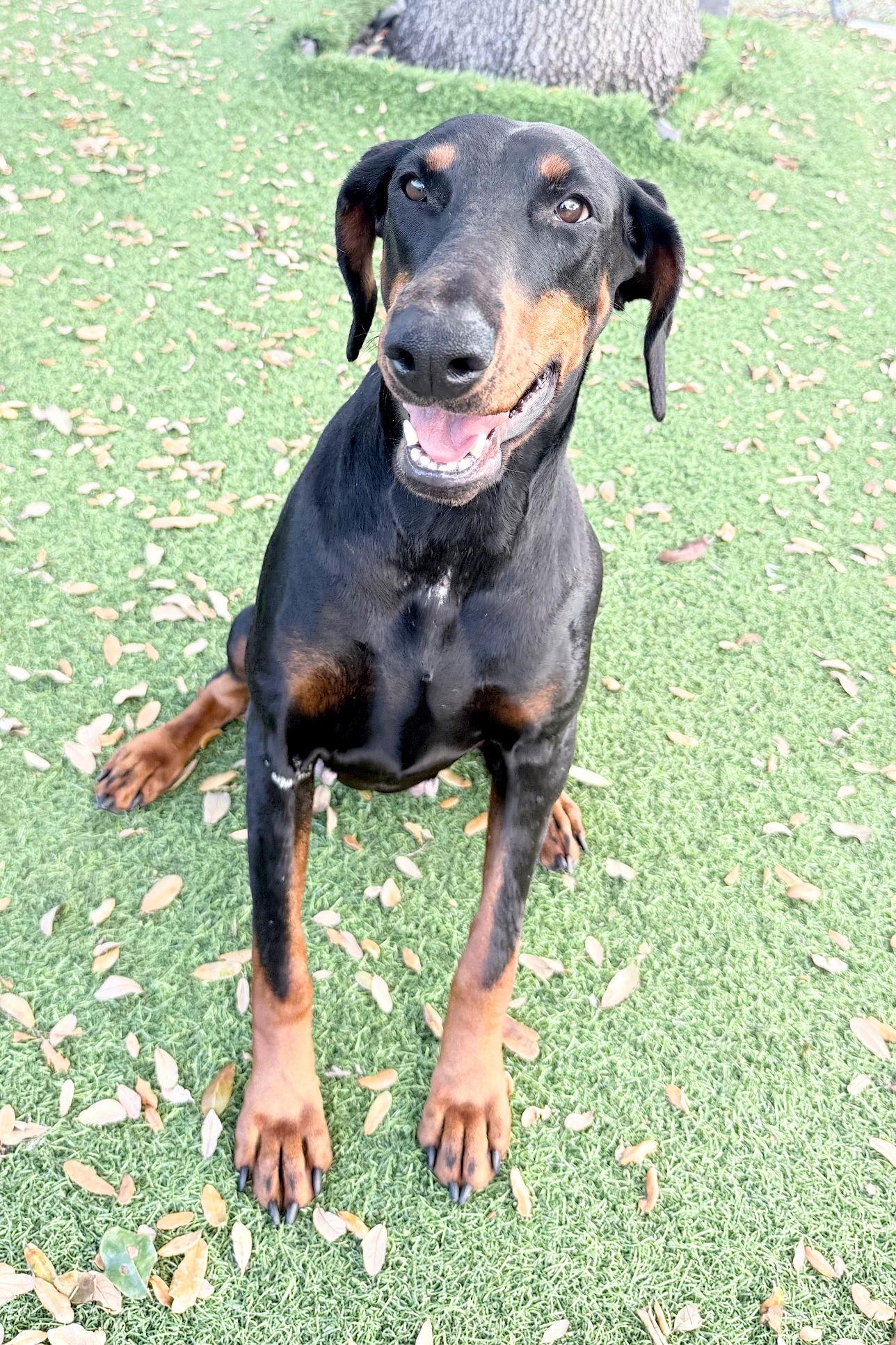 Suki 3530, Adoptable, Young Female Doberman Pinscher.