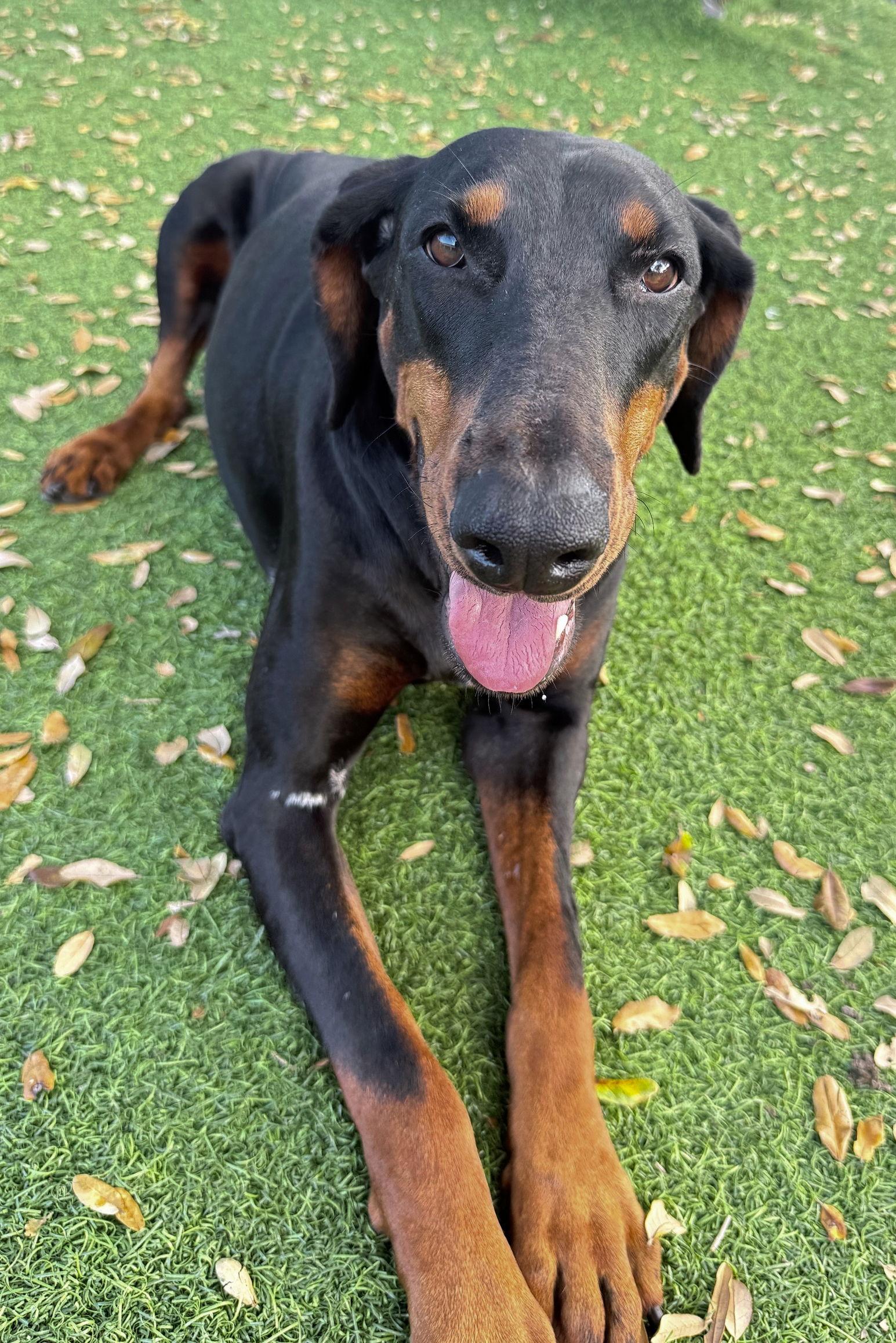 Suki 3530, a Adoptable Doberman Pinscher in Oakland Park, FL image 2/3