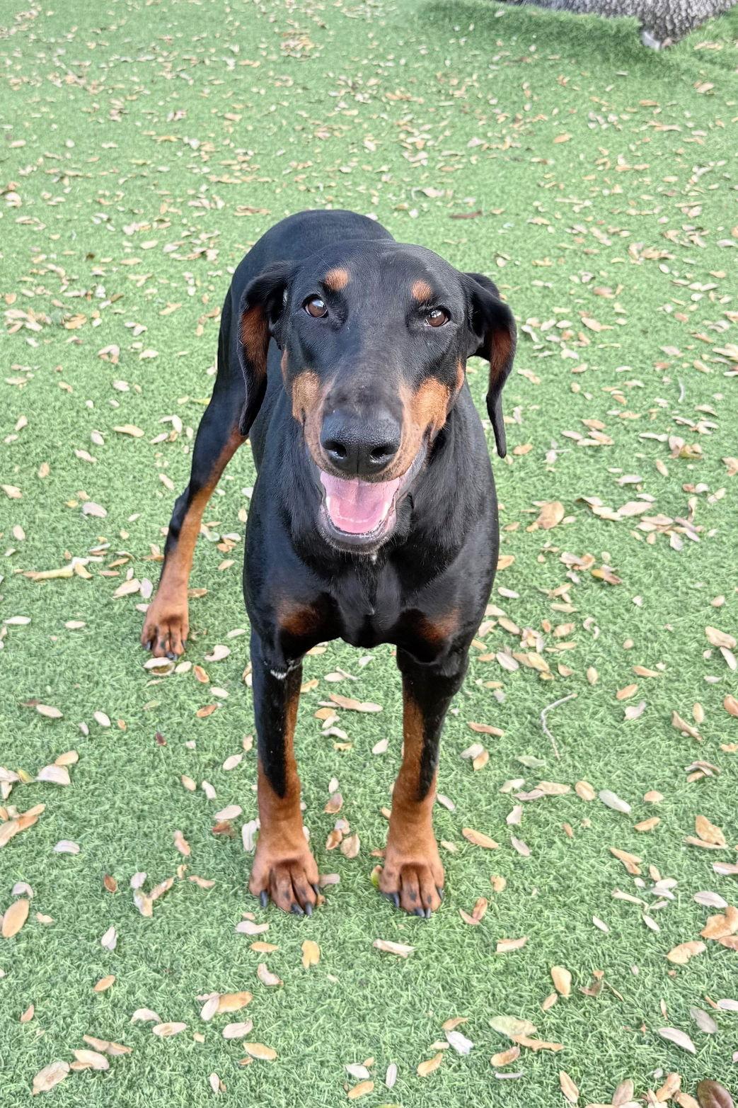 Suki 3530, a Adoptable Doberman Pinscher in Oakland Park, FL image 3/3