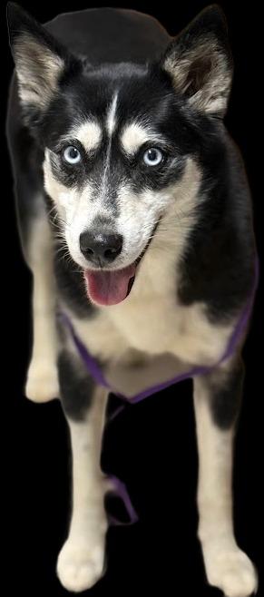 Anja, Adoptable, Adult Female Husky & Mixed Breed.