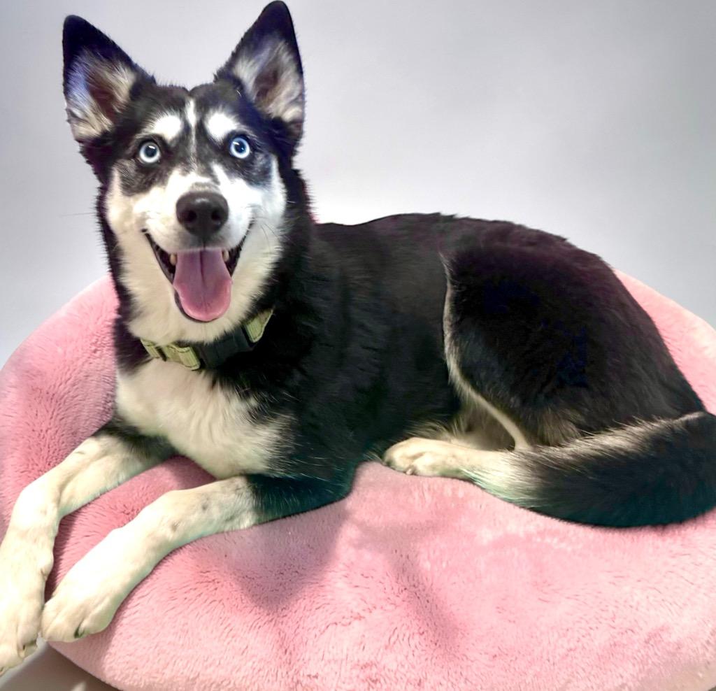 Enlarge Anja, a Adoptable mixed breed in Luling, TX image 1/3