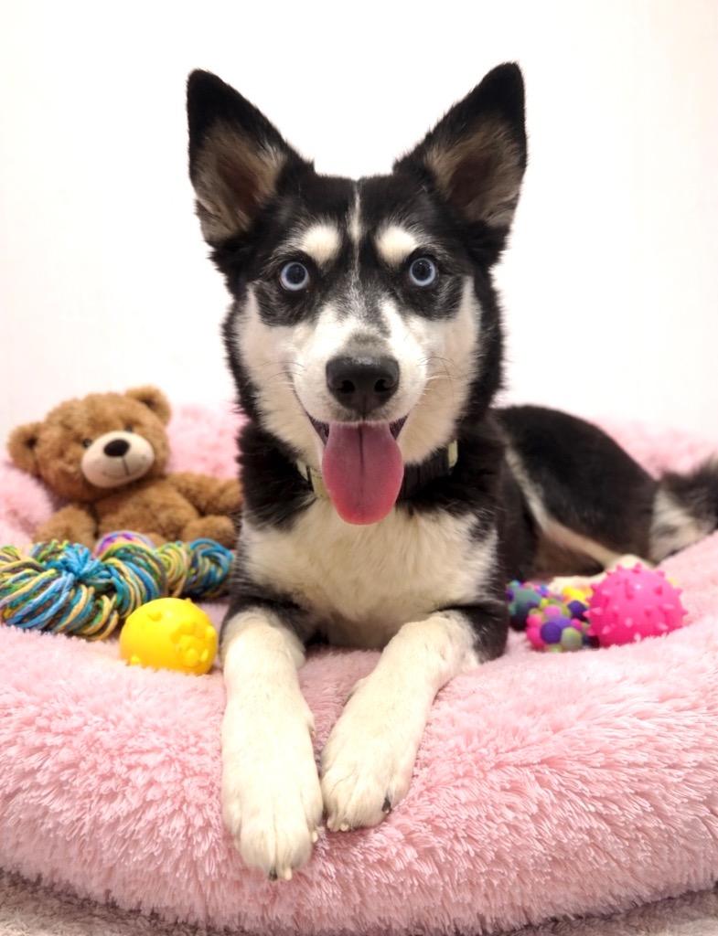 Enlarge Anja, a Adoptable mixed breed in Luling, TX image 3/3