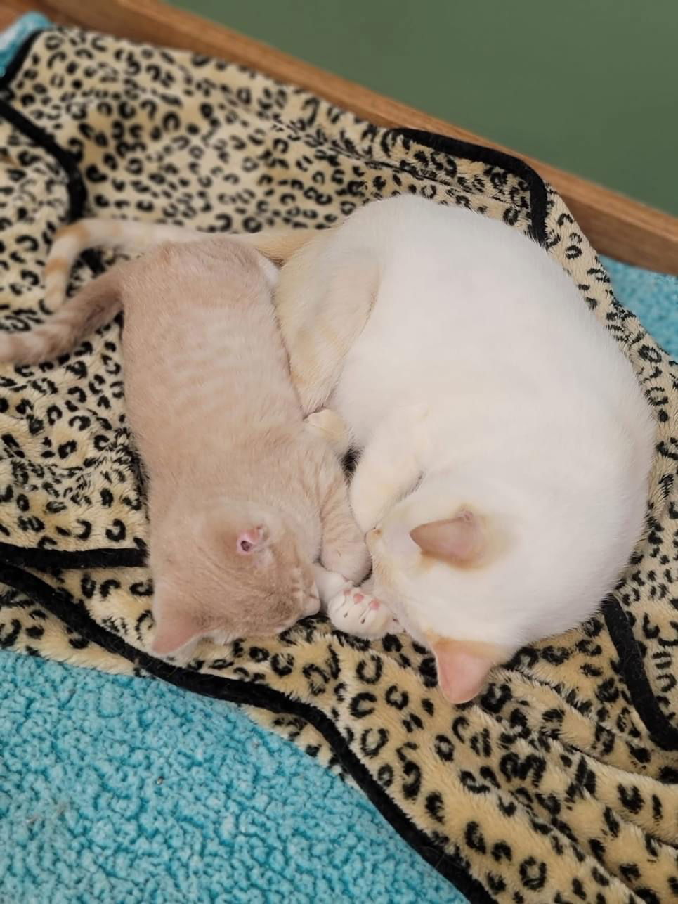 Peanut Butter, a Adoptable Domestic Short Hair in Stoughton, WI image 5/5