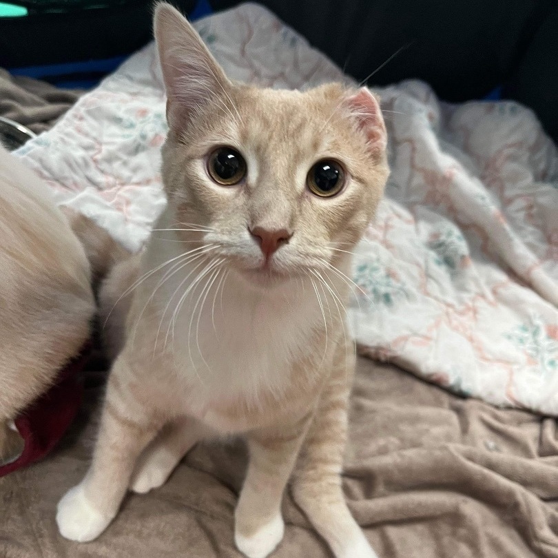 Peanut Butter, a Adoptable Domestic Short Hair in Stoughton, WI image 3/5